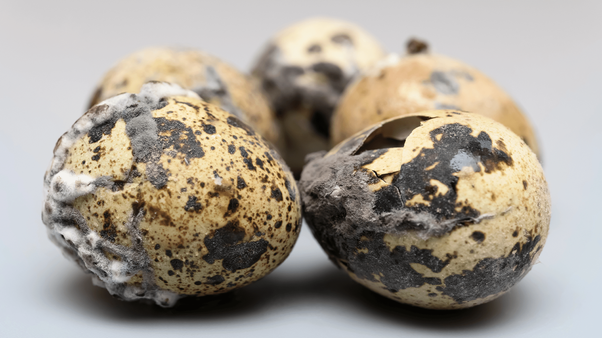 rotten eggs with black and white fuzzy mold on them