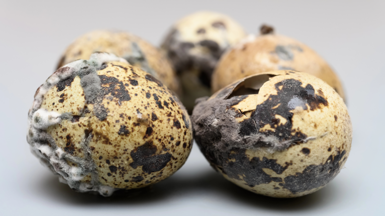 rotten eggs with black and white fuzzy mold on them