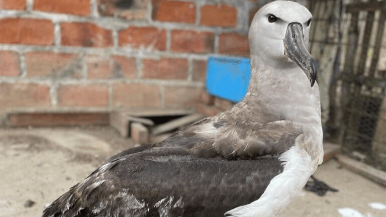 a bird with white and gray plummage