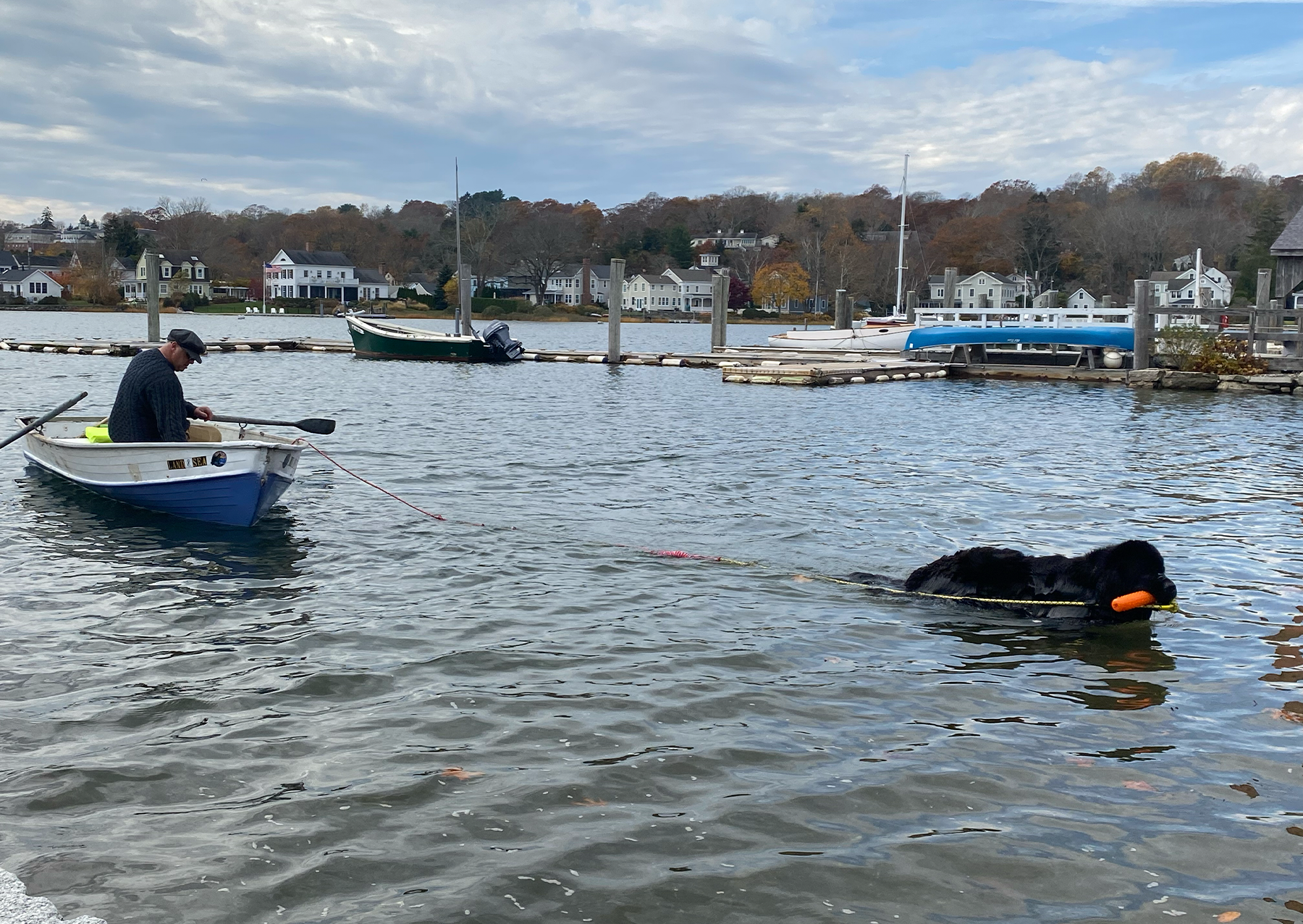 a large black dog uses a rope to  pull a row boat into shore