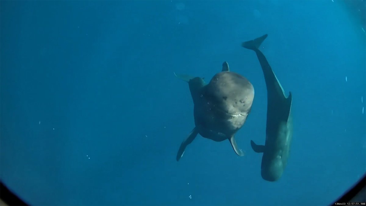Hawaii’s short-finned pilot whales eat over 77,000 squid a year