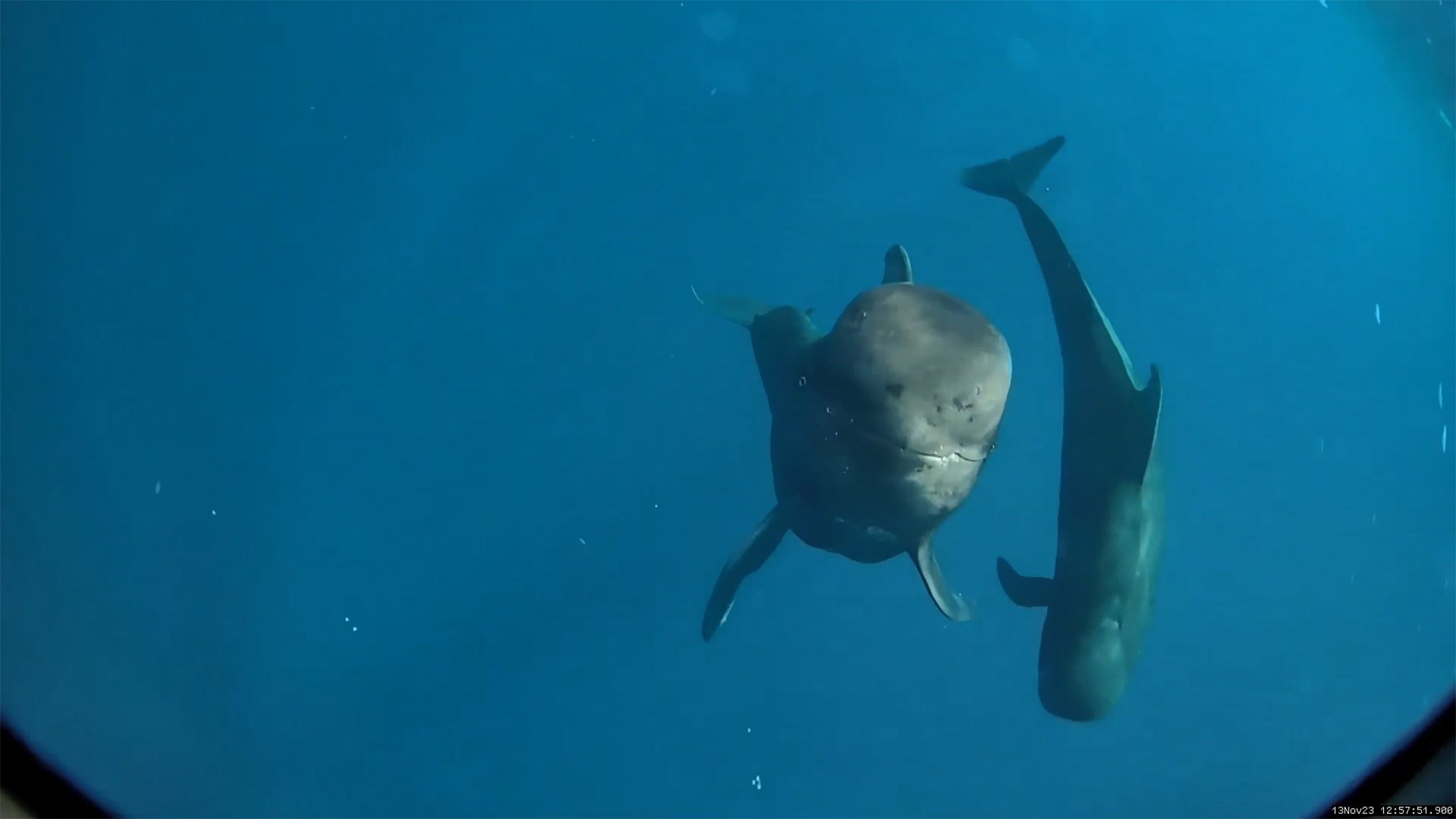 two black whales under water. one is diving down the other is looking at a camera head on