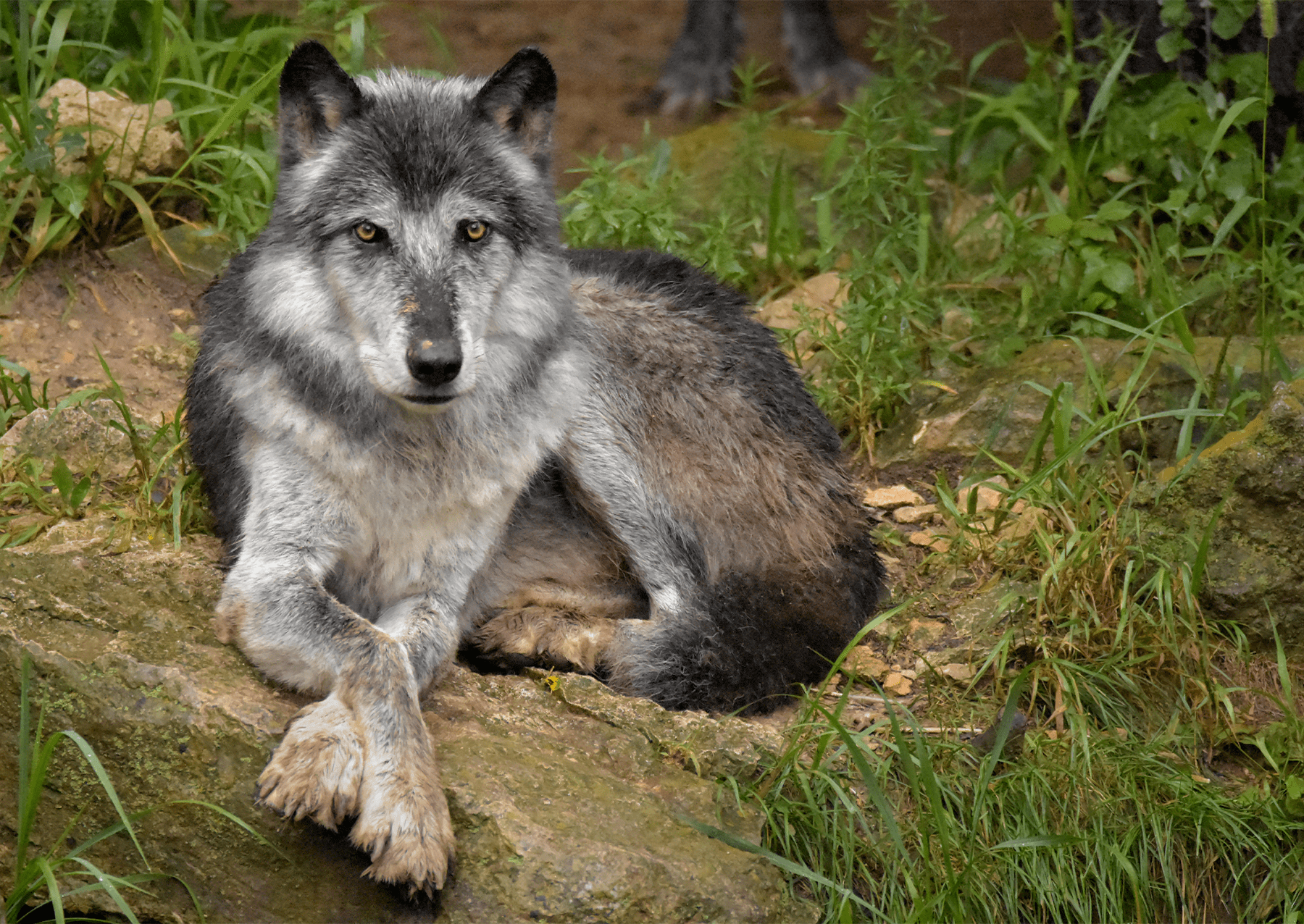 a wolf-like dog with gray fur