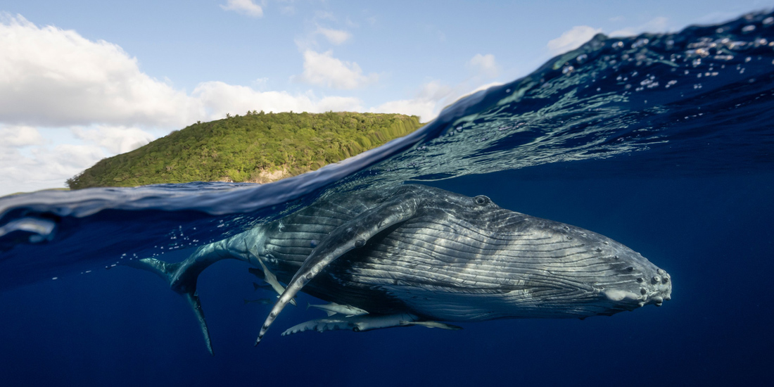 a humpback whale underwater with an island in the background