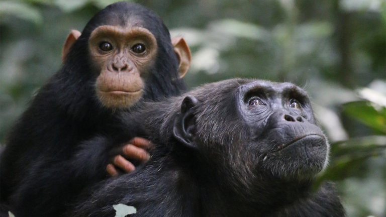 a baby chimp on an adult chimpanzee's back