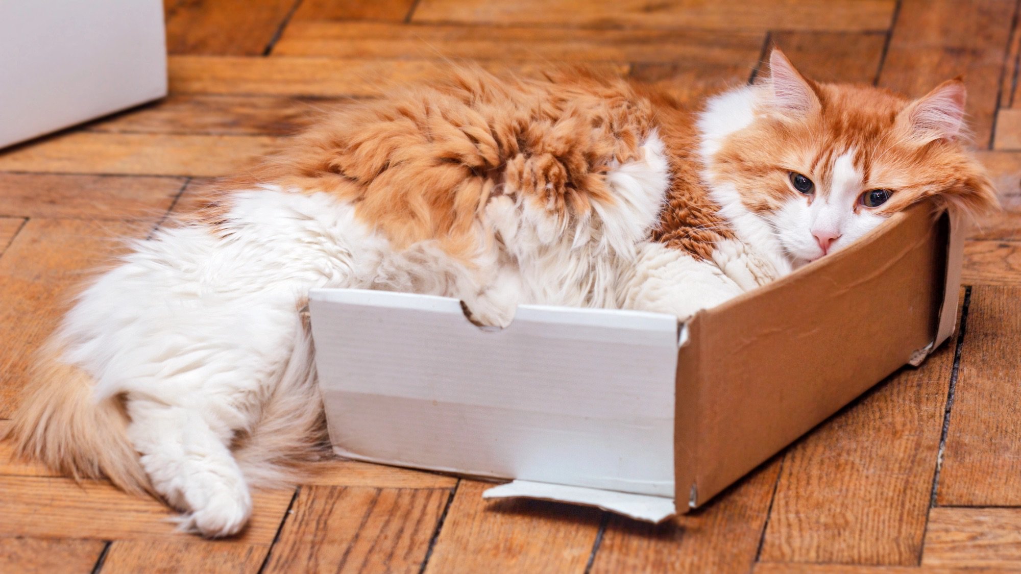 Why do cats love boxes? Evolution has an answer.