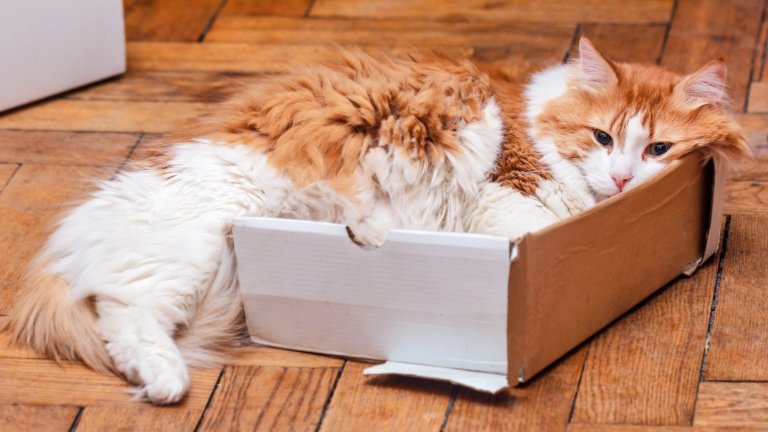 A fluffy orange and white cat is curled up and lounging inside a small, low-sided cardboard box that is lying on a wooden floor, looking directly at the viewer with a relaxed expression.