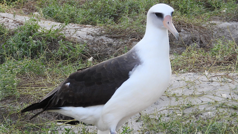 an bird with white and black feathers called an albatross