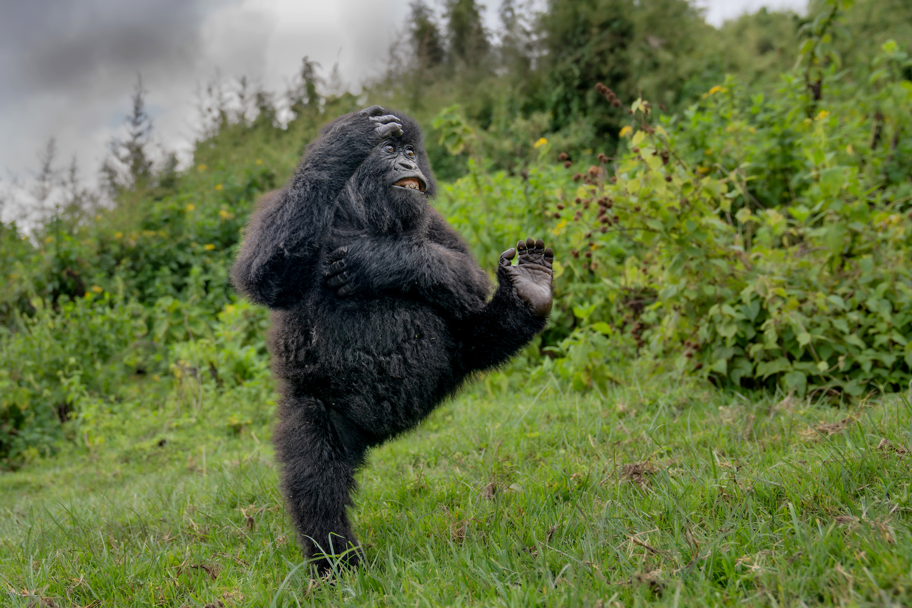 a gorilla stomps through the grass