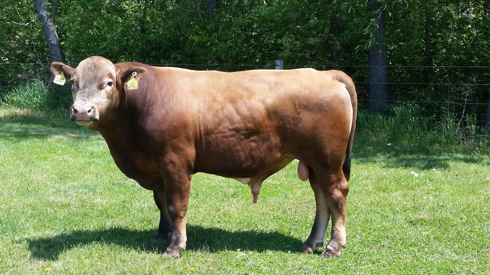 A tawny colored beefalo bull stands in a grassy paddock. 