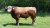 A tawny colored beefalo bull stands in a grassy paddock.