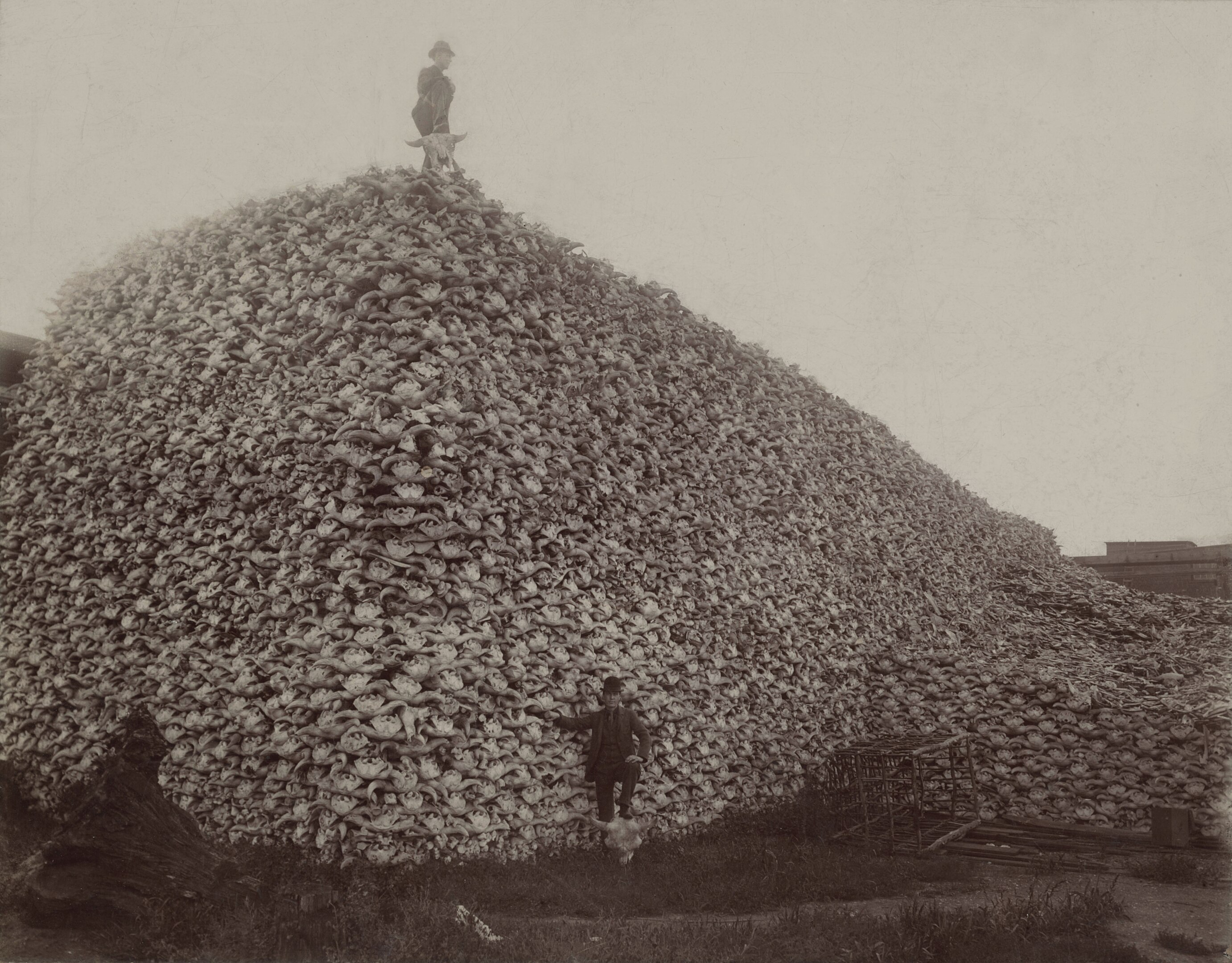A vintage, black and white image of two men posing with a huge, 30-foot-high pile of buffalo skulls. One man stands on top of the pile with his foot on a buffalo skull. Another poses in front of the pile also with his foot on a skull. 