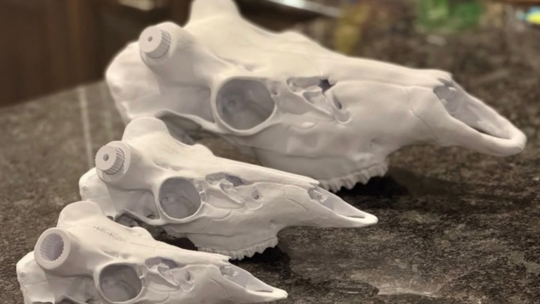 three white 3D printed animal skulls
