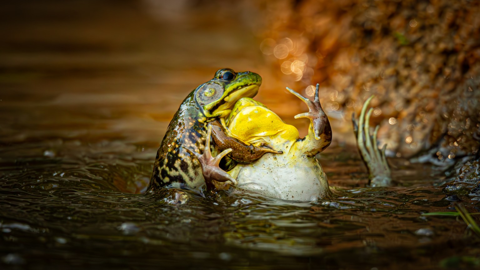 19 hilarious and delightful Comedy Wildlife Photography Award winners ...