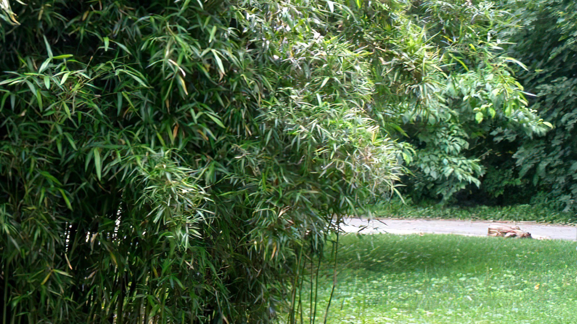 A dense thicket of green rivercane (Arundinaria gigantea) with long, slender, pointed leaves growing in a lush cluster. The canes stand tall in the foreground, partially obscuring a grassy area and a paved path that leads toward a line of trees in the background.