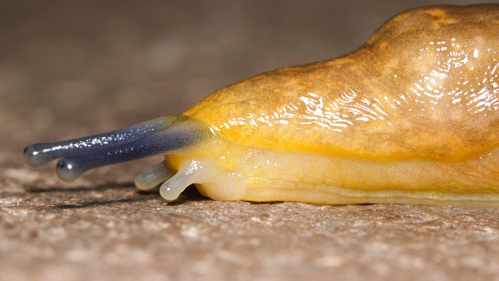 An ode to slugs, the mascots of post-holiday laziness