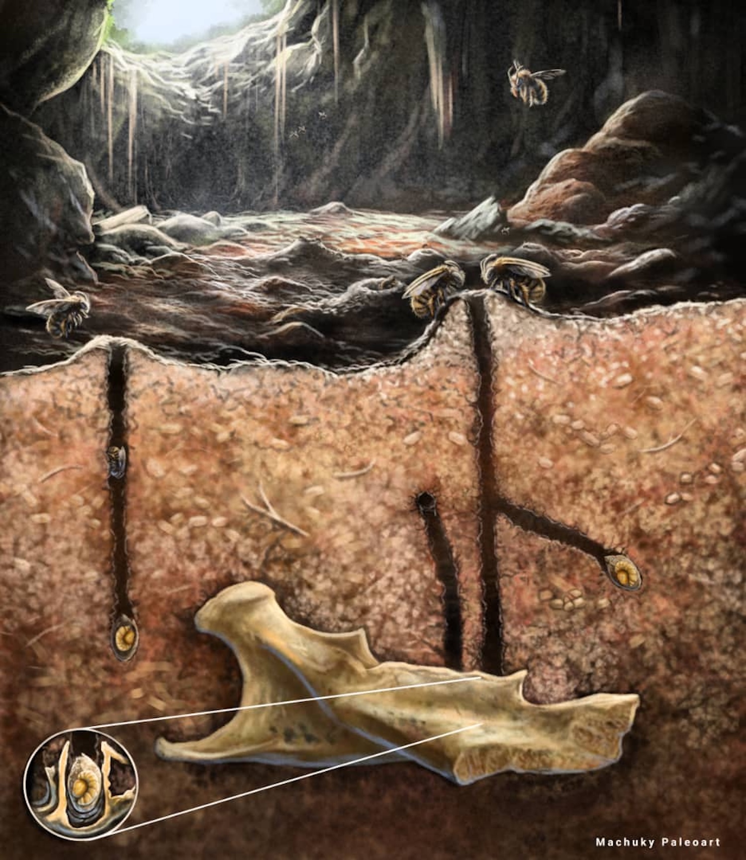 An illustration showing the bones and bee nests in the cave.