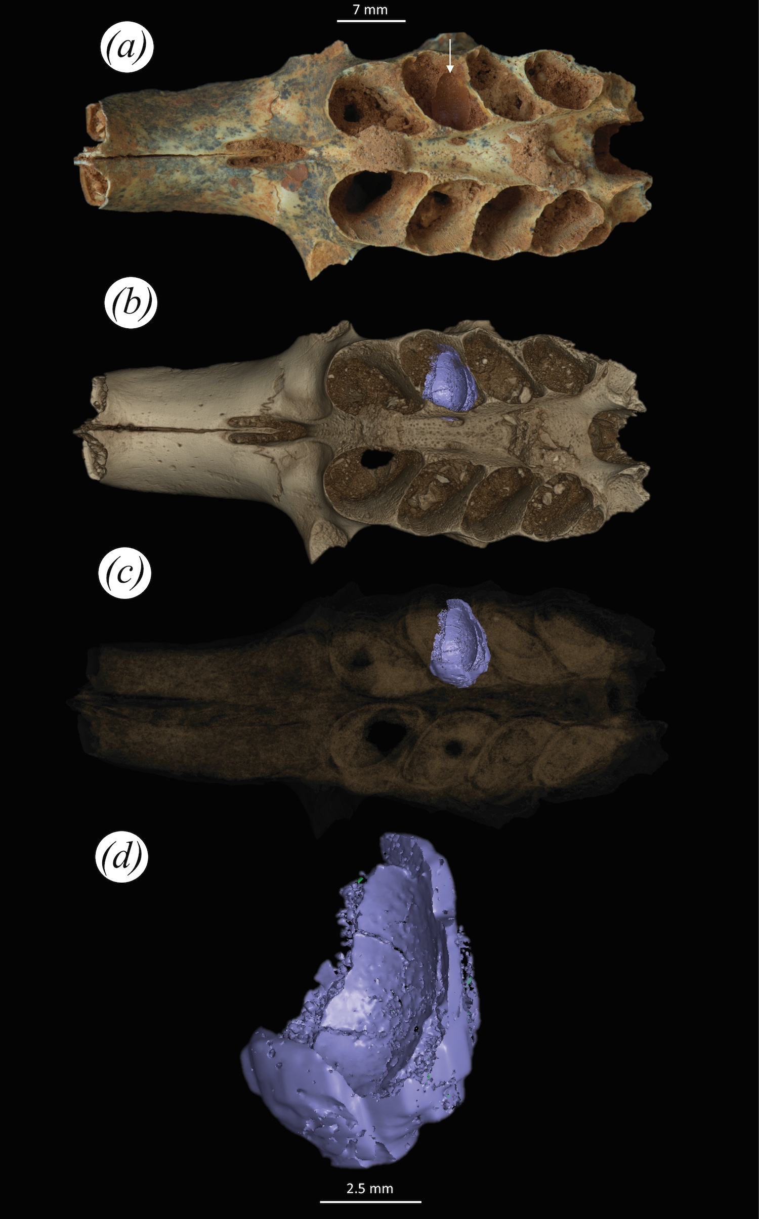 A part of a fossilized mammal skull, with sediment in a tooth socket that turned out to be a nest built by a prehistoric bee.

