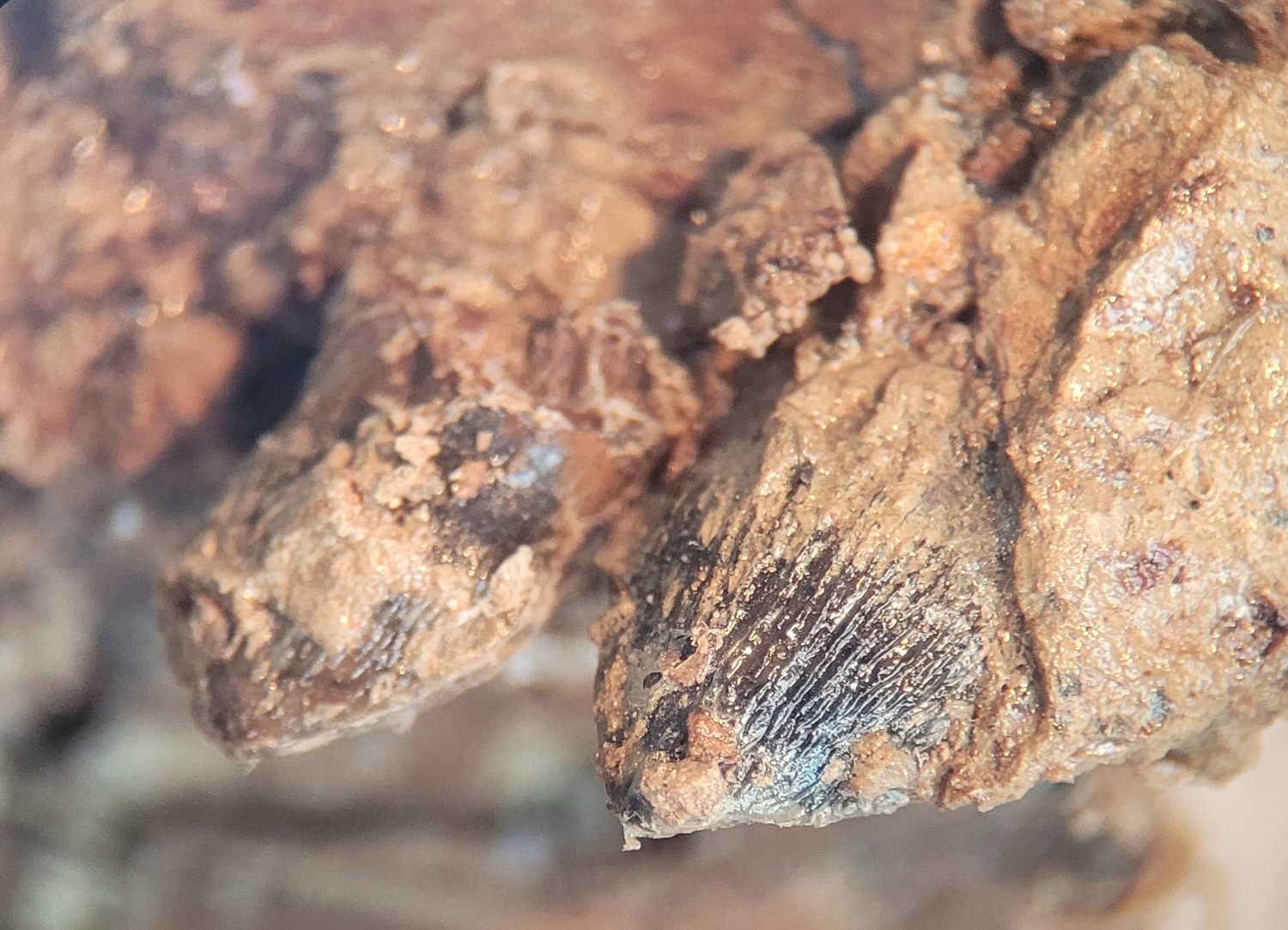 A close-up of the Brachychampsa teeth sampled in this study. Credit: Melanie During