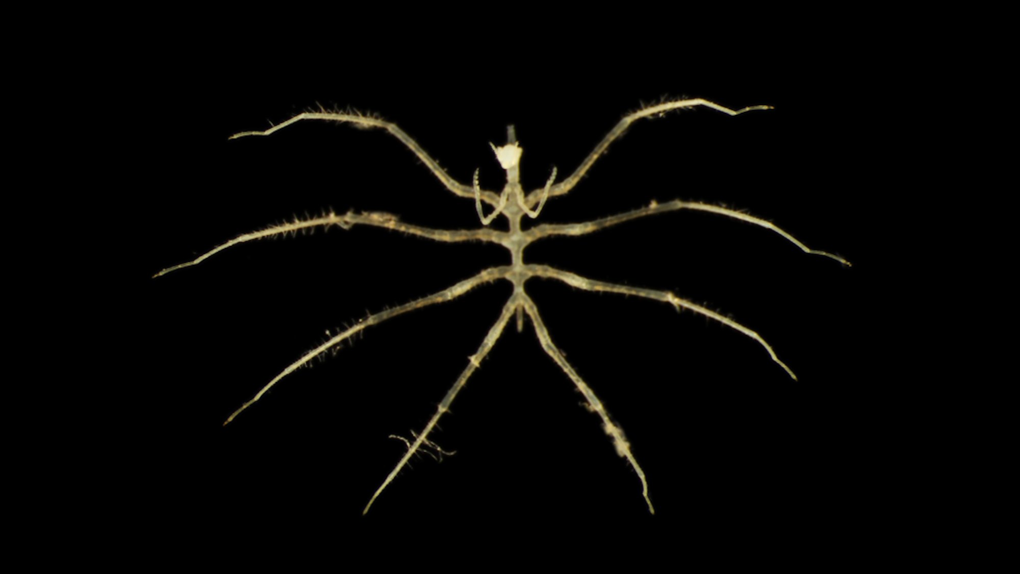 This is a type of animal that is related to land spiders but does not belong to that group. They can grow to the size of a palm in the deep sea around Antarctica, but this particular species is only a few millimeters in size Photo: Natural History Museum, London & Göteborgs universitet
