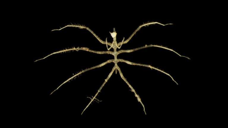 This is a type of animal that is related to land spiders but does not belong to that group. They can grow to the size of a palm in the deep sea around Antarctica, but this particular species is only a few millimeters in size Photo: Natural History Museum, London & Göteborgs universitet