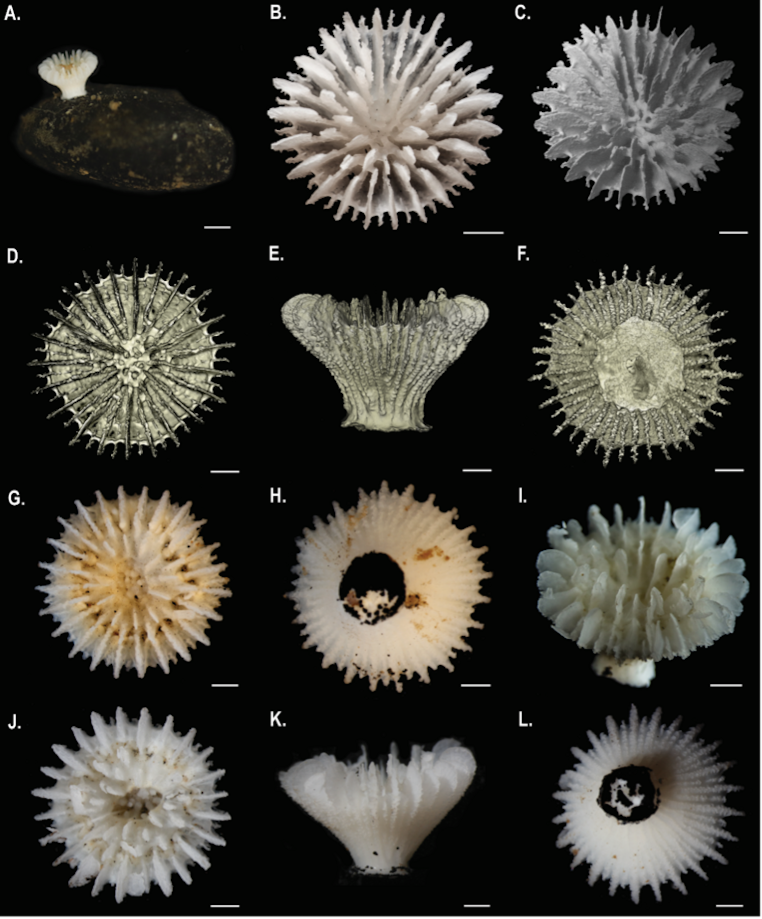 The researcher identified a new solitaire coral attached to polymetallic nodules. It was named Deltocyathus zoemetallicus. Credit: Natural History Museum of London / University of Gothenburg