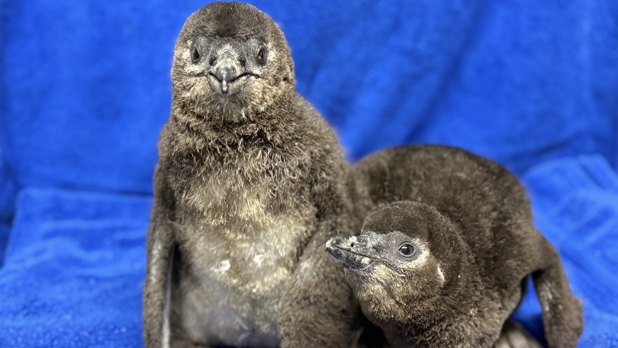 Pair of African penguin chicks