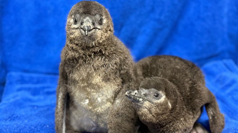 Pair of African penguin chicks