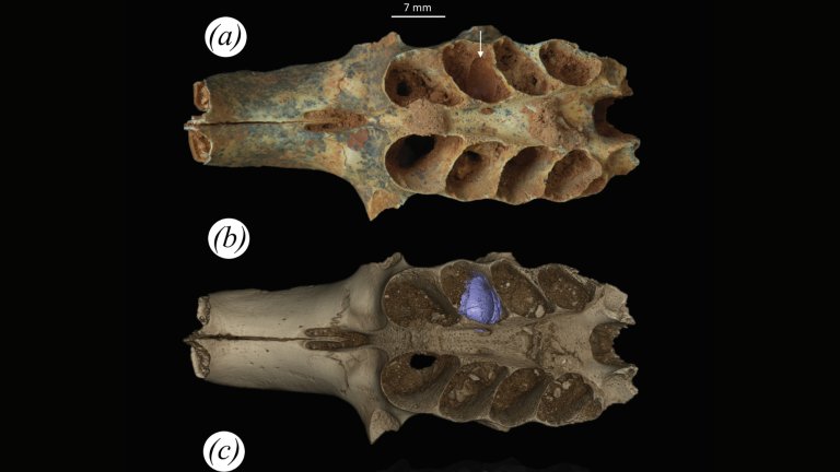 A part of a fossilized mammal skull, with sediment in a tooth socket that turned out to be a nest built by a prehistoric bee.