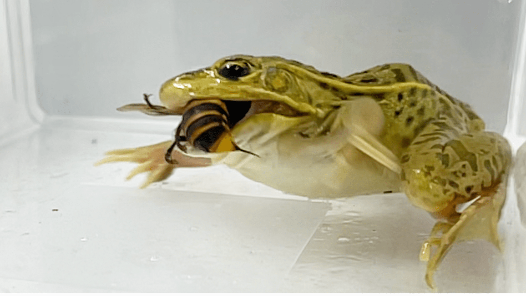 Spotted frog eating hornet