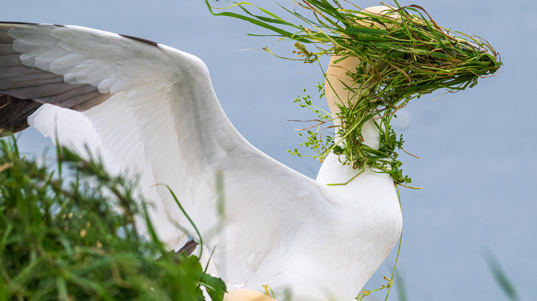 a bird with grass all over its face