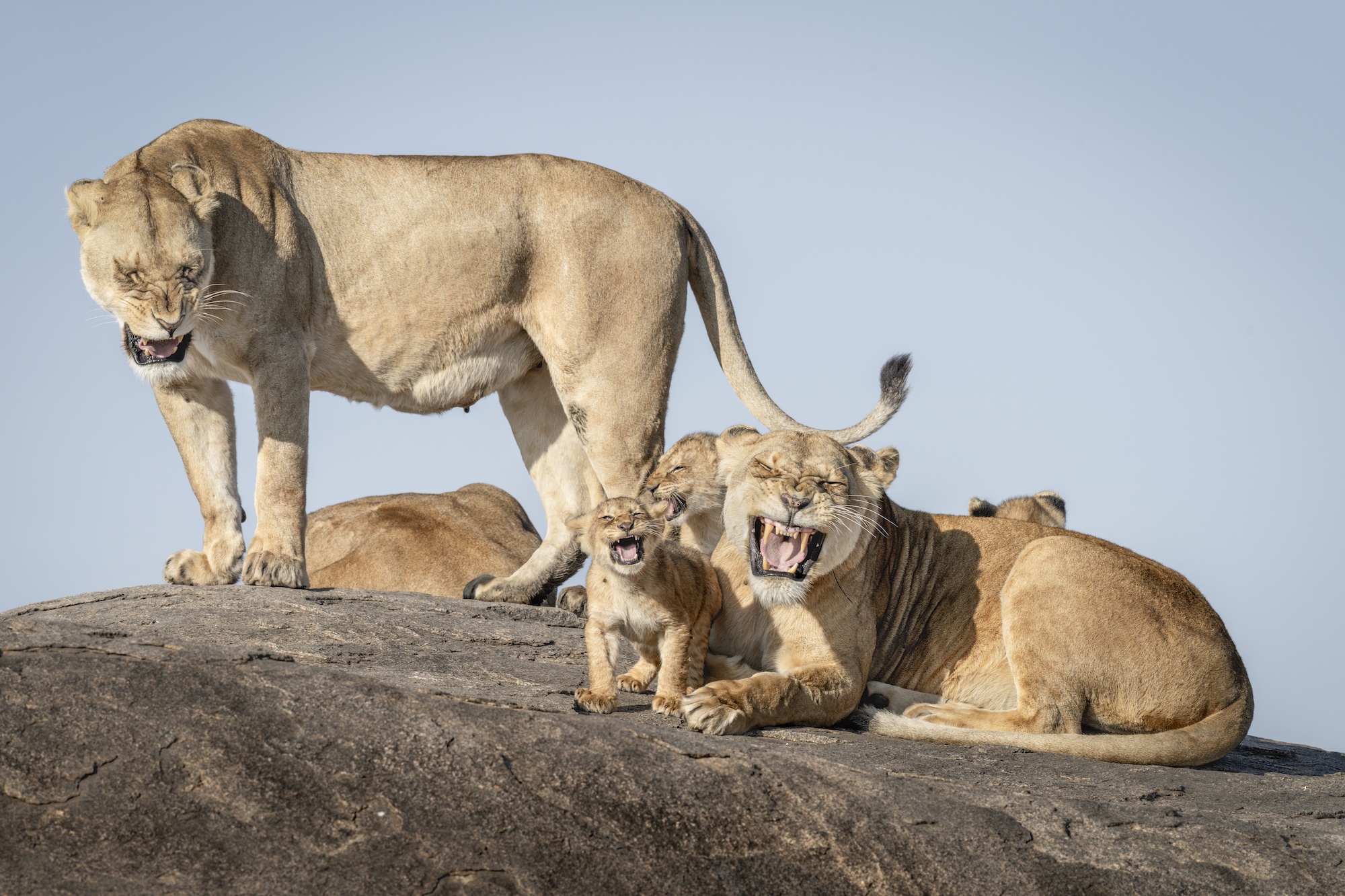 a pride of lions seeming to laugh while on a rock