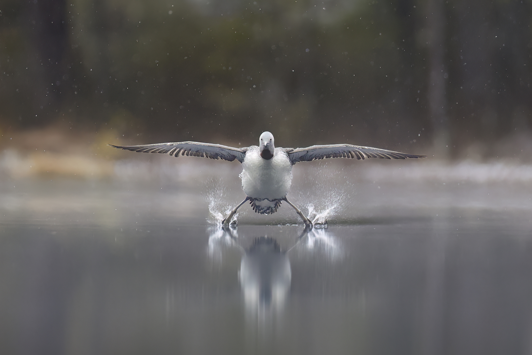 a bird landing on water with its legs spread wide