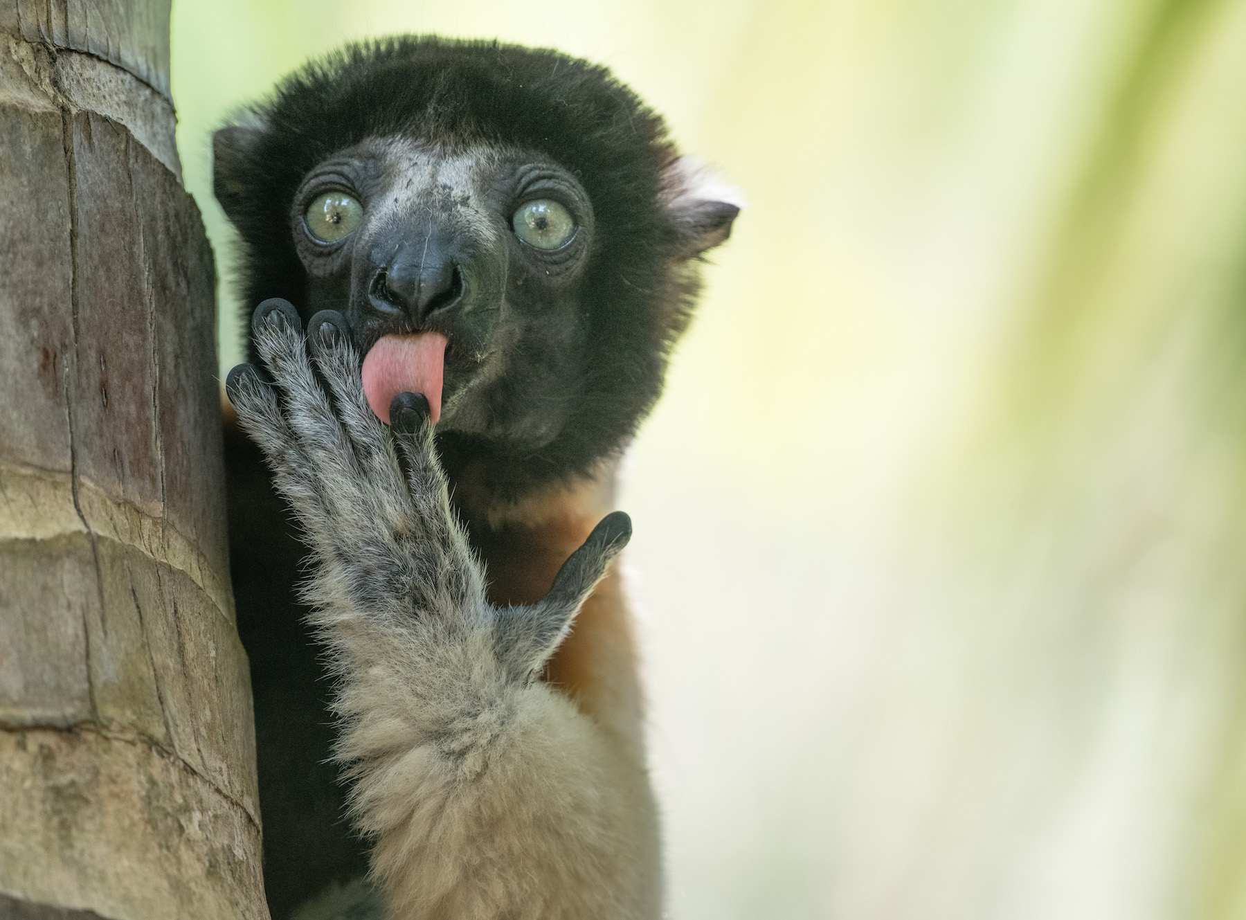a lemur licks its fingers