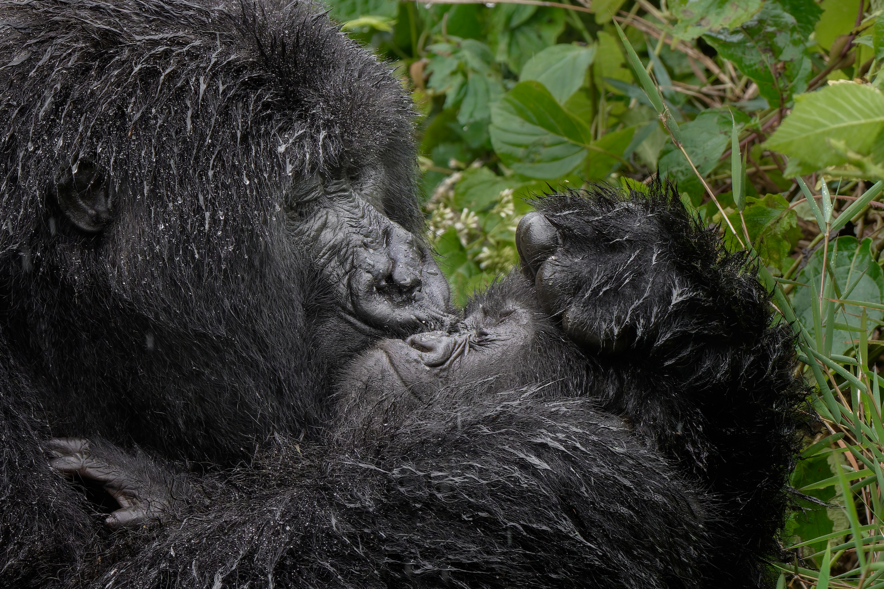 a mother gorilla smooches the face of her child