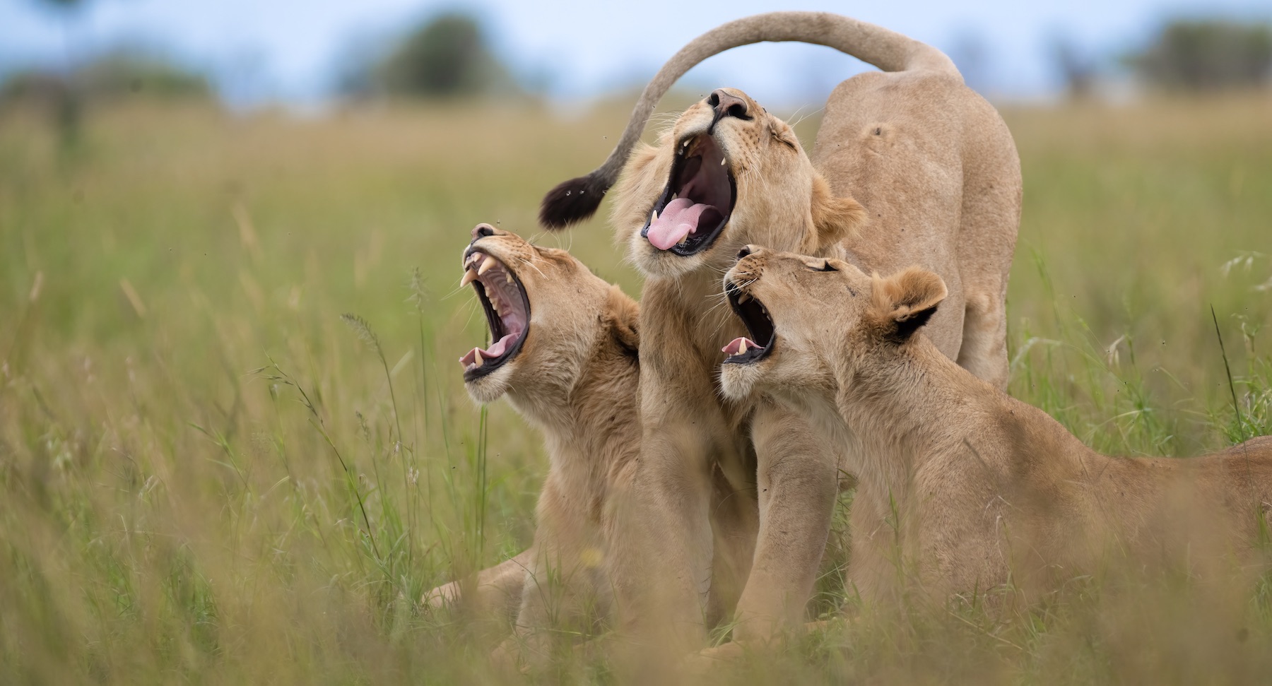 three lions yawning