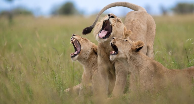 three lions yawning