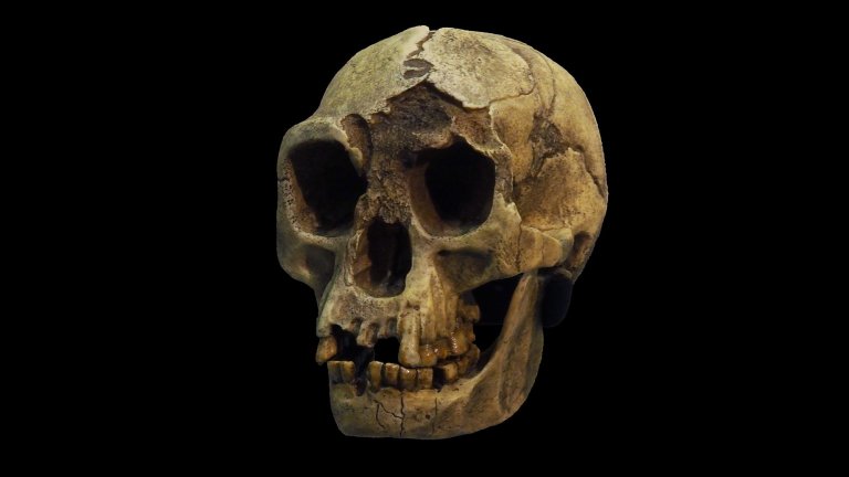 Skull of Homo floresiensis on a black background