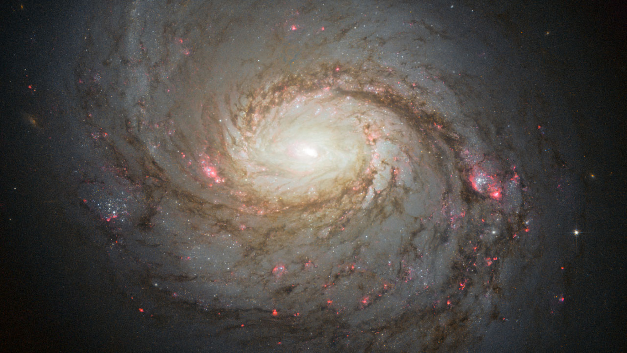 A high-detail Hubble Space Telescope image of the spiral galaxy Messier 77. The galaxy features a brilliant, white-gold central core surrounded by tightly winding spiral arms filled with dark, thread-like dust lanes and scattered patches of glowing reddish-pink star-forming regions.