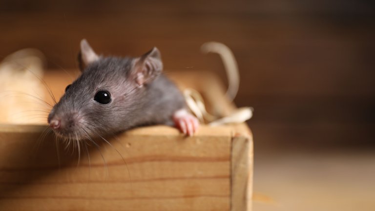 A close-up of a small, dark gray rat with prominent whiskers and large dark eyes, peering over the edge of a light-colored wooden box. One of its pinkish paws rests on the rim of the box, and bits of straw or nesting material are visible in the soft-focus background.