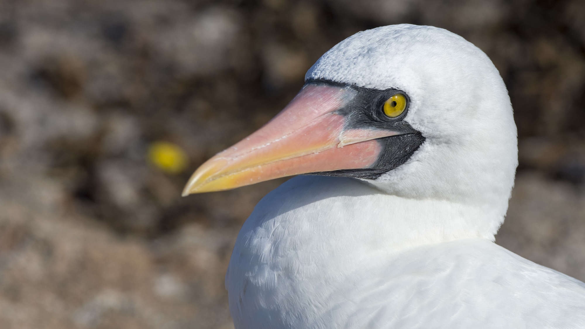 Female Galápagos birds flaunt their sexual partners. The males don’t seem to mind.