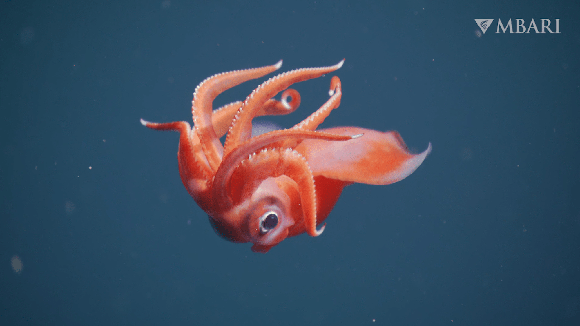 A pink octopus squid floating upside down spotted by MBARI researchers