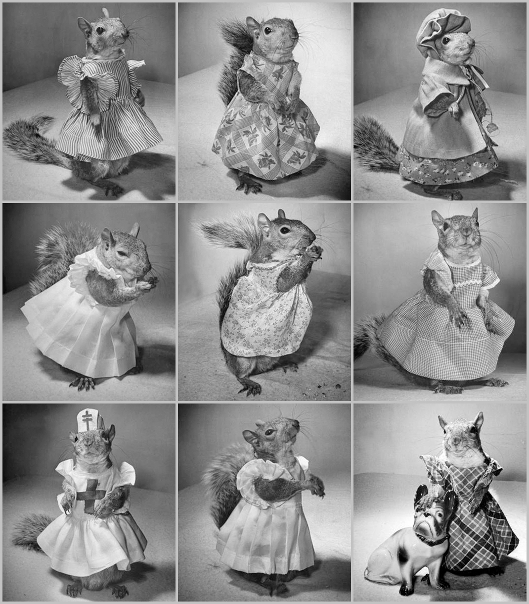 A 3x3 grid of black-and-white photographs from 1944 featuring Tommy Tucker in various outfits. The squirrel is shown standing or sitting while wearing different miniature costumes, including:

A striped dress with ruffled sleeves.

A checkered dress with a floral pattern.

An ensemble featuring a matching coat and bonnet.

A nurse's uniform complete with a hat marked with a cross.

A plaid dress while standing next to a small ceramic dog figurine.