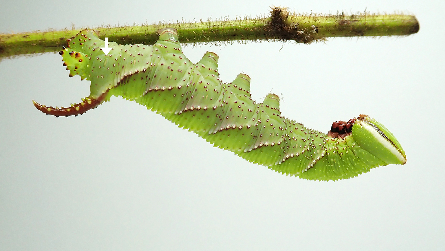 a caterpillar hanging from stick