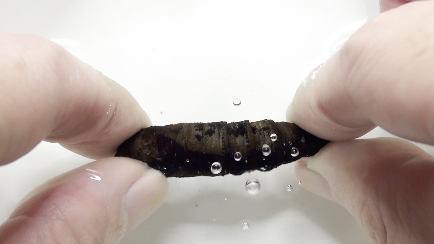 a brown beetle is held underwater and bubbles appear from it