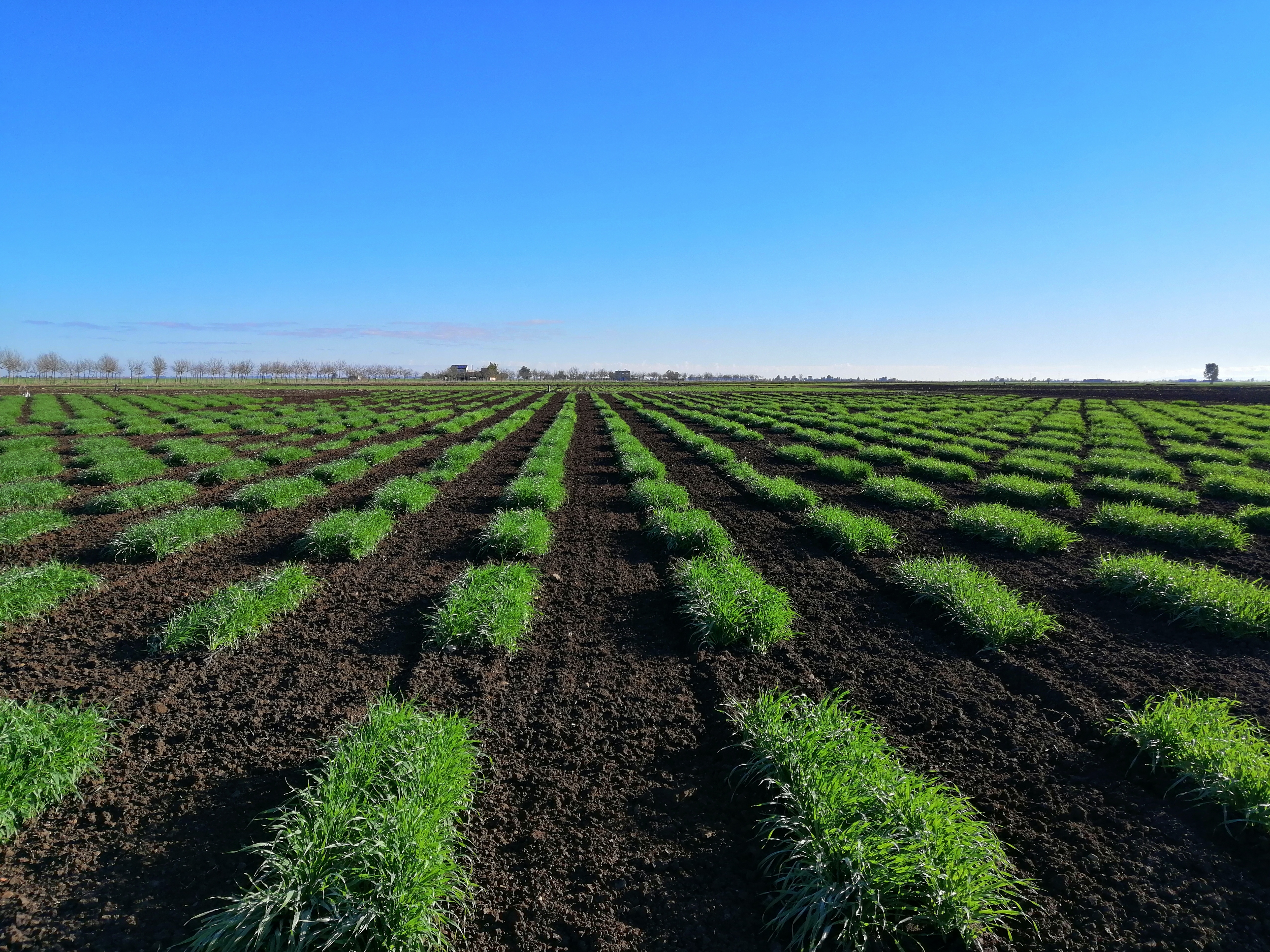 Wide-angle, low-altitude photography captures the regeneration of local barley varieties in a vast field at ICARDA. Bright green clusters of young barley plants are arranged in neat horizontal rows on dark, tilled soil. The rows extend deep into the background to a flat horizon surrounded by distant trees and buildings under a clear, bright blue sky.