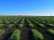 A wide-angle, low-altitude photograph captures the regeneration of barley landraces in an expansive field at ICARDA. Vibrant green clusters of young barley plants are arranged in neat, horizontal rows across dark, tilled soil. The rows stretch deep into the background toward a flat horizon lined with distant trees and buildings under a clear, bright blue sky.