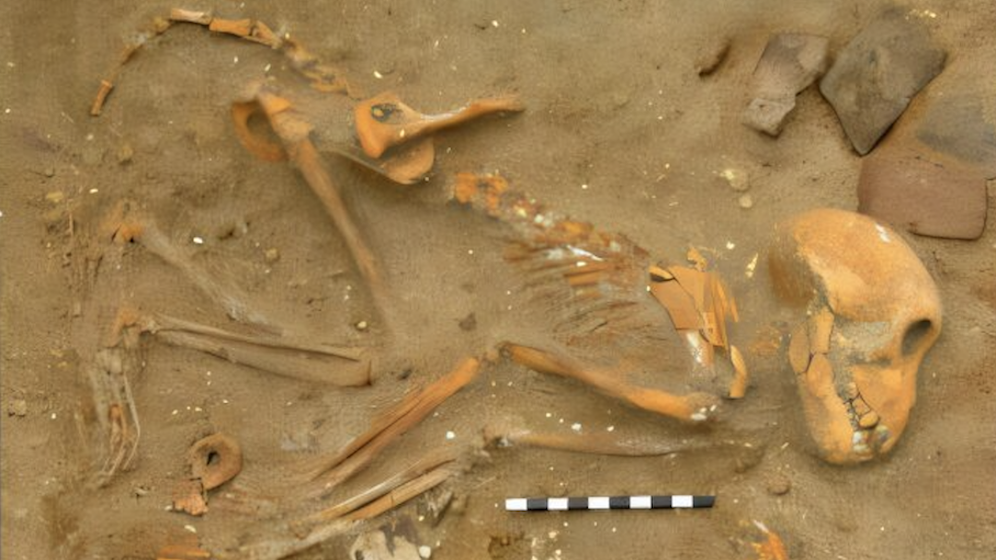 Rhesus macaque bones in Roman animal cemetery grave