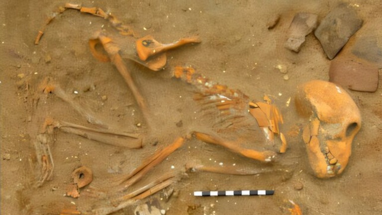 Rhesus macaque bones in Roman animal cemetery grave