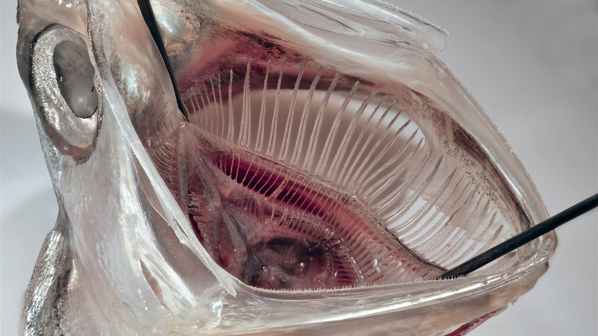 Sardine-inspired washing machine filter removes 99% of microplastics